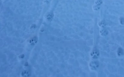 Алматы облысындағы Шелек өзенінің маңынан қар барысының ізі анықталды