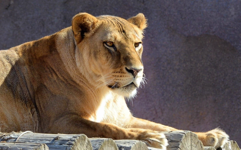 Almaty zoobaǵy paıdalanylǵan shyrshalardy qabyldaı bastady