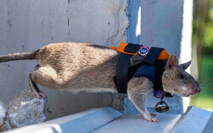 Анталья готовится к катастрофам: на помощь спасателям приходят крысы