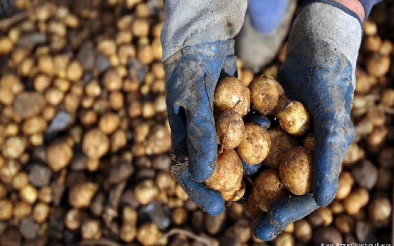 Жителям Берлина раздадут по тонне картофеля