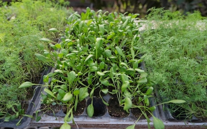 Лимоны, бананы и манго посреди зимы: как в Кызылорде выращивают фрукты Қызылордада қыста экзотикалық жемістер өсіп тұр