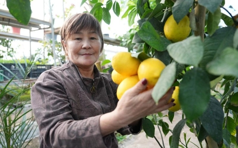 Лимоны, бананы и манго посреди зимы: как в Кызылорде выращивают фрукты Қызылордада қыста экзотикалық жемістер өсіп тұр