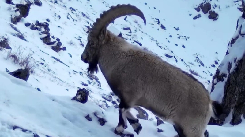 Katon-Karagay National Park releases new winter camera trap footage