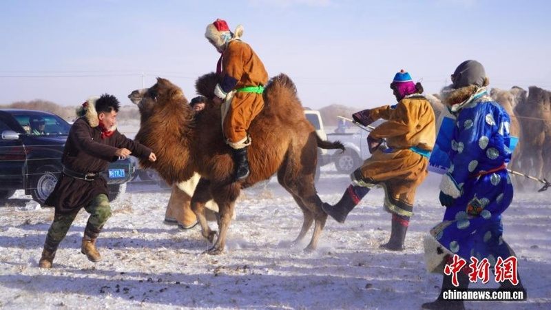 Шопандар сарышұнақ аязда асау түйелерді үйретті - шетелдегі қазақ баспасөзі