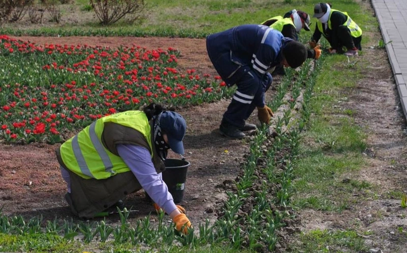 растения, алматы, цветы