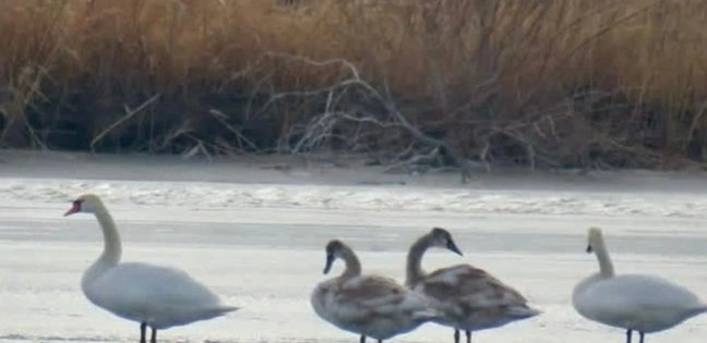 Wintering family of swans recorded at Altyn-Emel National Park