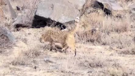 Rare steppe cat caught on trap camera in Charyn Canyon