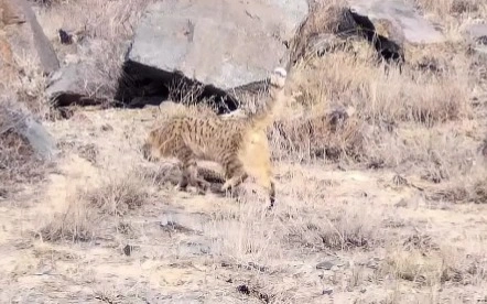 Редкий степной кот попал на видео в Чарынском каньоне