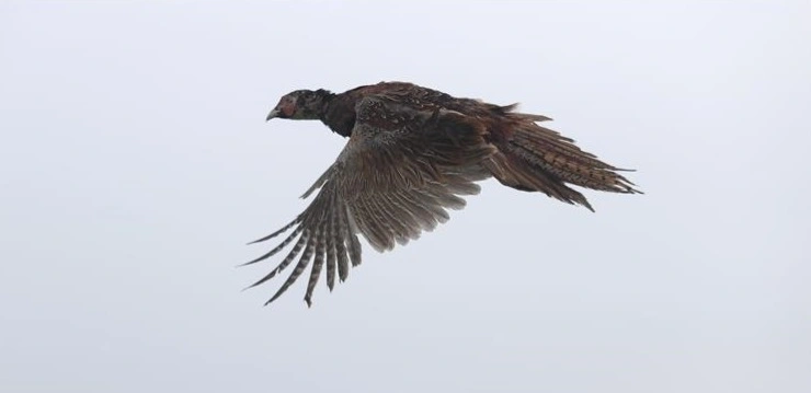 Türkiye releases 11,000 rehabilitated wild animals back into nature in 2025