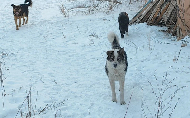Почему не уменьшается число бродячих собак в Акмолинской области