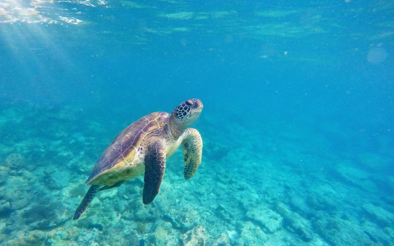 Loggerhead turtle, sea, marine, nature, turtle, marine turtles