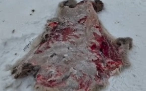 BQO-da zańsyz ań aýlaǵan turǵynǵa qatysty qylmystyq is qozǵaldy