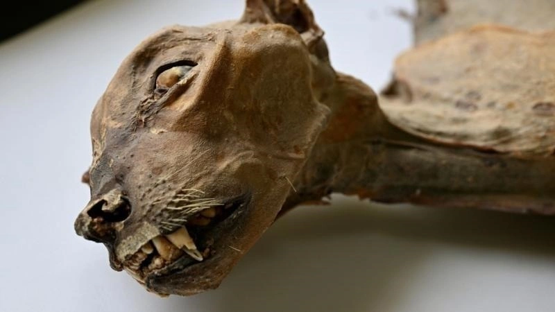 Naturally mummified cheetahs discovered in Saudi Arabian caves