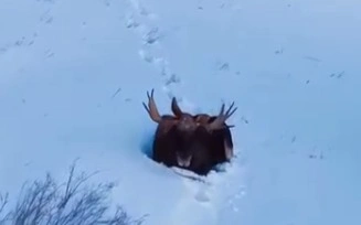 Баянауылда қалың қарға омбыққан бұлан бейнетаспаға түсіп қалды