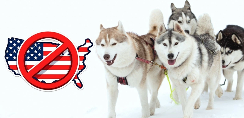 Greenland Dog Sled Racing Association bars U.S. presidential envoy from Avannaata Qimussersua