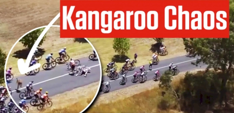 Kangaroo, cycling race, Tour Down Under, sport
