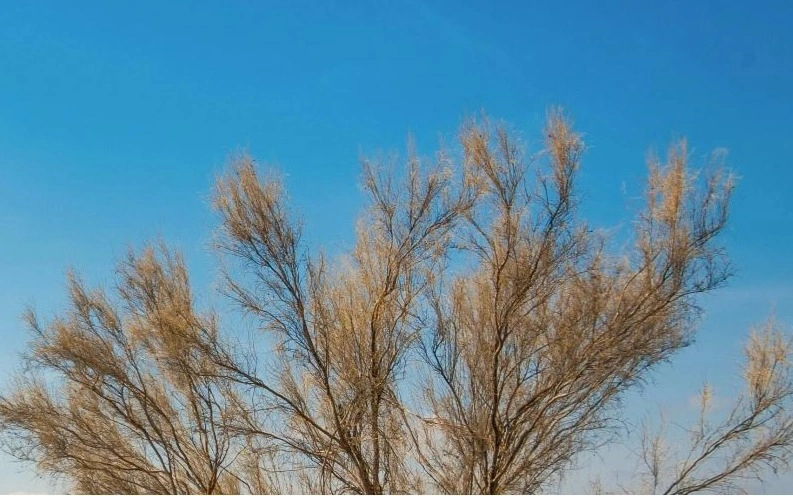 саксаул