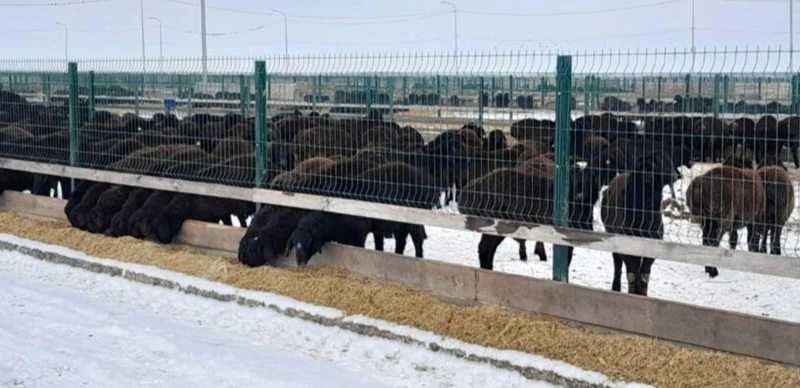Edilbay sheep rank among Kazakhstan’s top breeds for meat yield