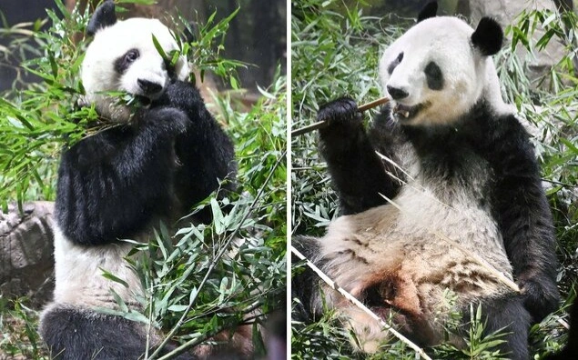 Japan's last 2 pandas to leave for China today