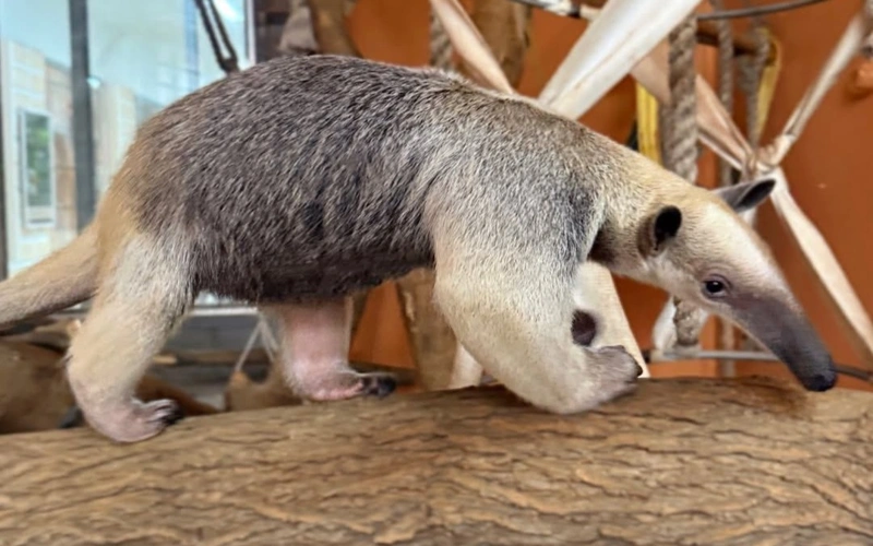 Almaty Zoo adds rare Southern Tamandua Anteaters to family 