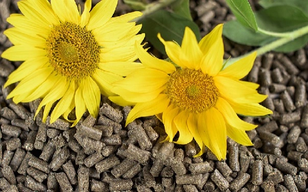 Kazakhstan ranks among top three sunflower meal suppliers to EU 
