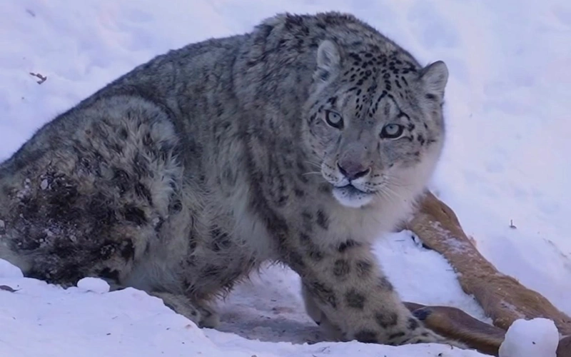 Why zoologists spend days guarding snow leopard
