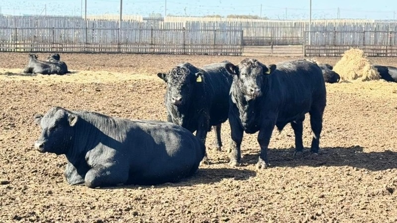 Big push ahead for Kazakhstan&rsquo;s cattle numbers