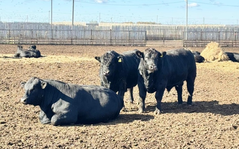 крс, бык, крупный рогатый скот