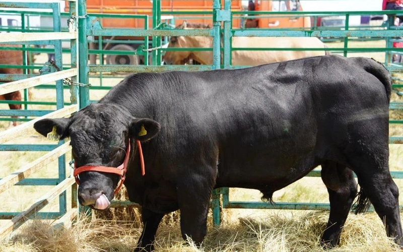 Big push ahead for Kazakhstan’s cattle numbers