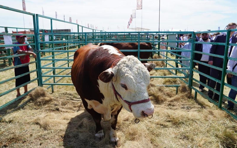 Ірі қара мал басы