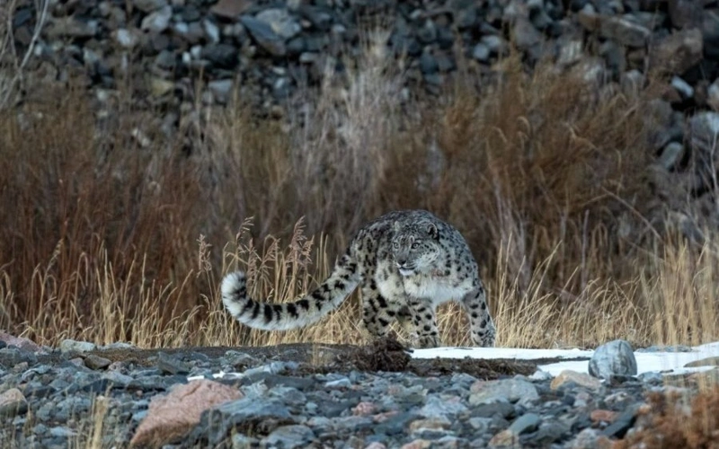 New project to protect snow leopards across Mongolia