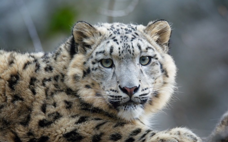 New project to protect snow leopards across Mongolia