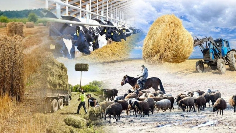 5 жыл ішінде ауыл шаруашылығы кооперативтерінің саны 1,5 есе өсті