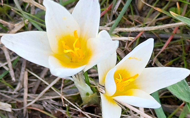 краснокнижные подснежники 