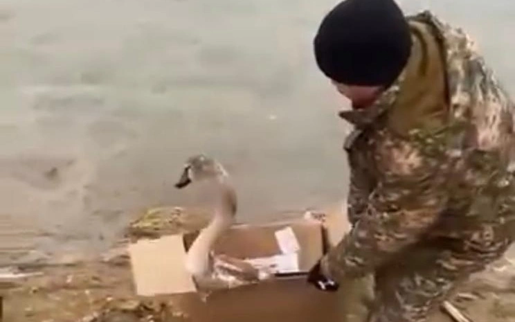 Двух лебедей спасли в Актау