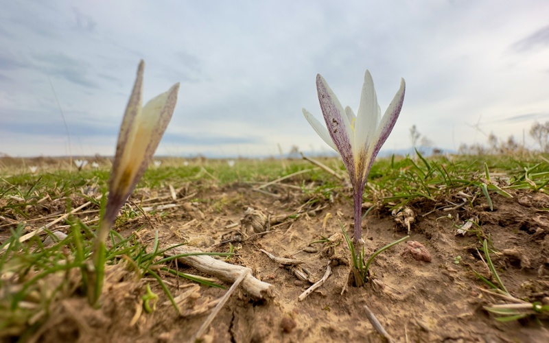 краснокнижные подснежники 