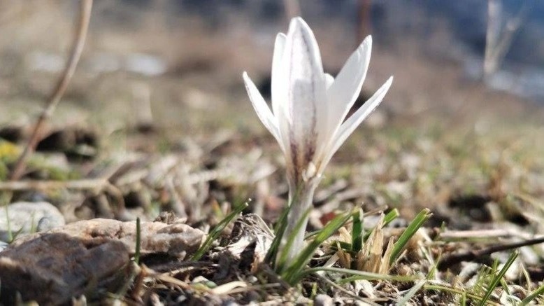 Rare snowdrops bloom ahead of spring