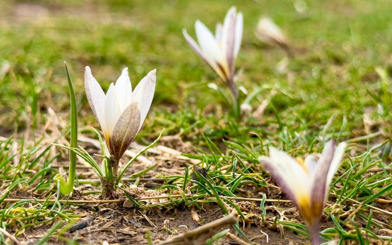 краснокнижные подснежники 