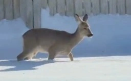 Косуля в Уральске