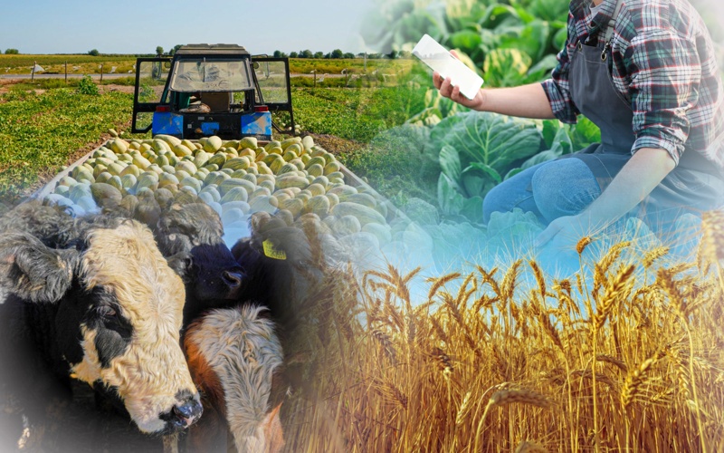 ауыл шаруашылығы 