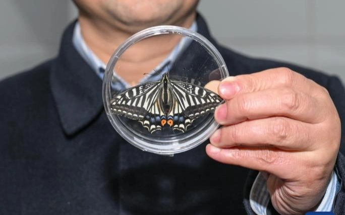 Butterfly takes flight in space: Chinese researchers achieve orbital first