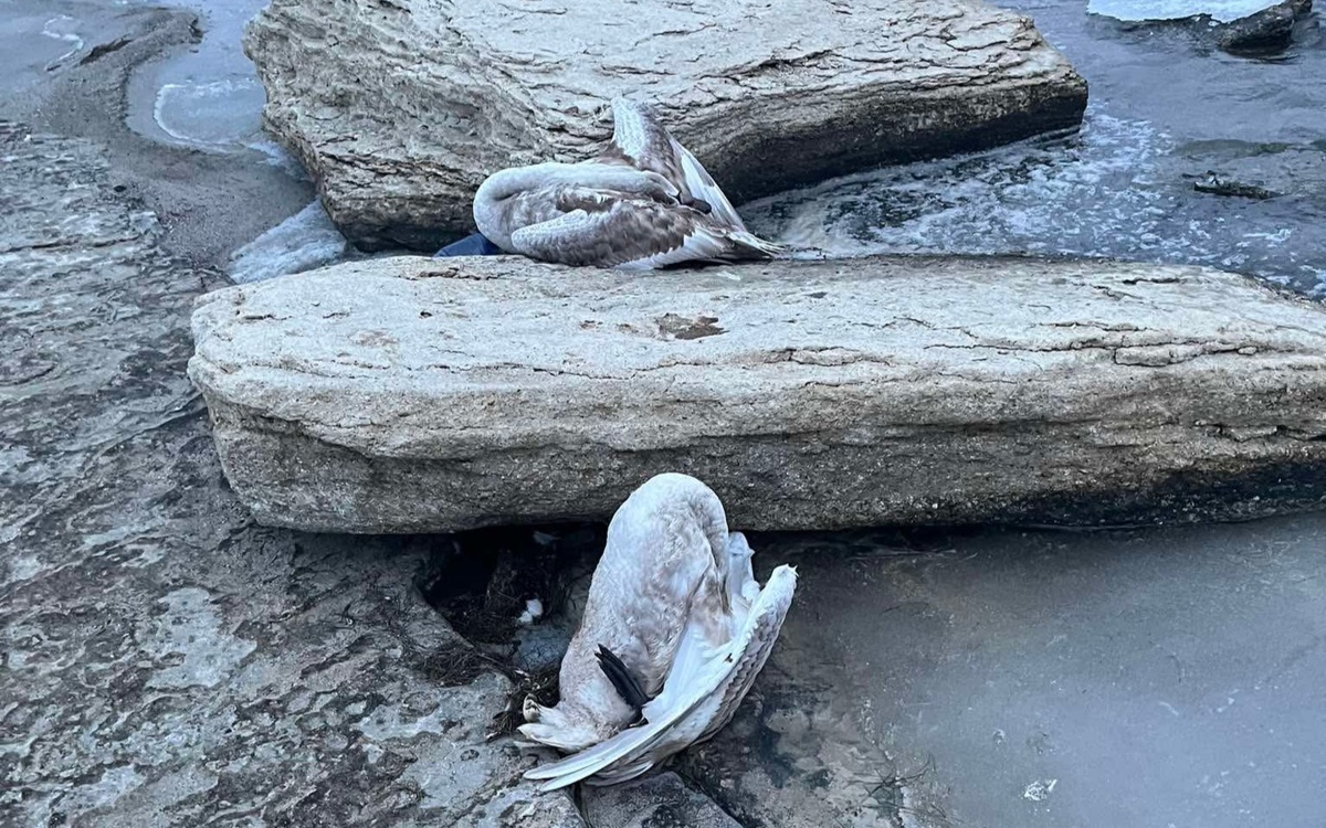 Маңғыстауда Каспийдің жағалауынан өлі аққулар табылды