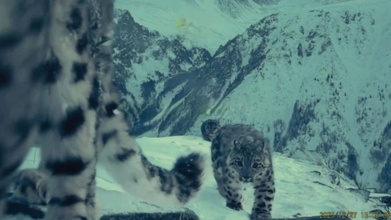 Snow leopard with three cubs spotted in E Kazakhstan