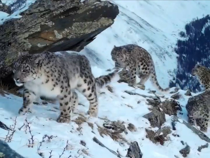 Барыс