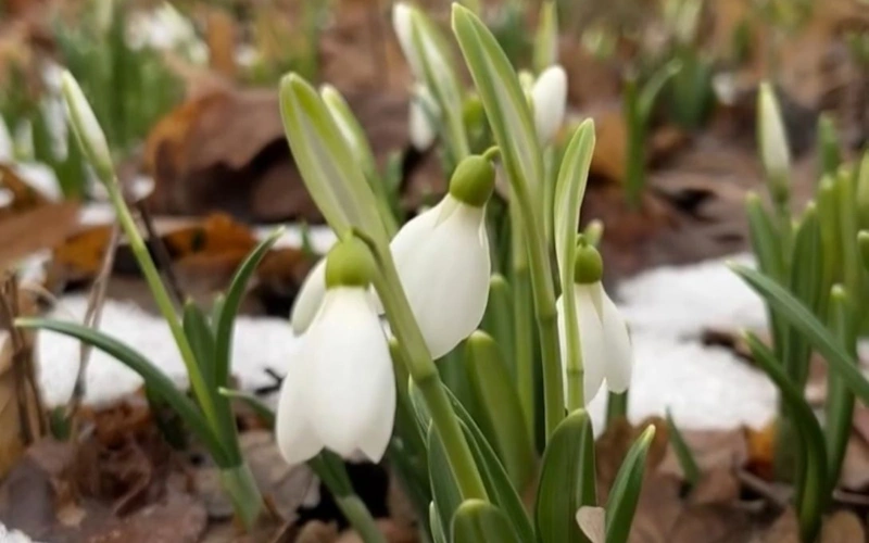 Almatynyń botanıkalyq baǵynda báısheshekter gúldedi
