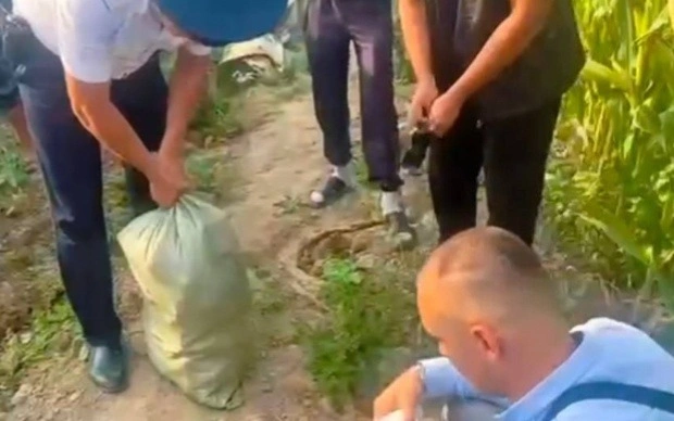 Конопля среди кукурузы: жителя Алматинской области осудили на 7 лет