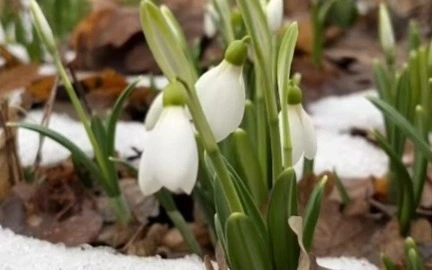 Snowdrops blossom in Almaty botanical garden