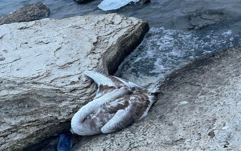 Mańǵystaýlyq ekologtar aqqýlardyń ólimine qatysty zertteý nátıjesin jarııalady