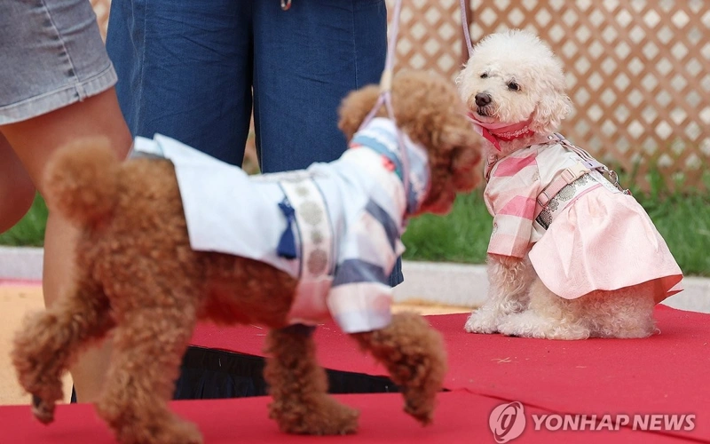 South Korea’s pet boom: 3 in 10 households raise animals