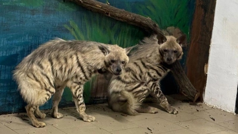 From Yerevan to Karaganda: Rare red-listed predators find new home